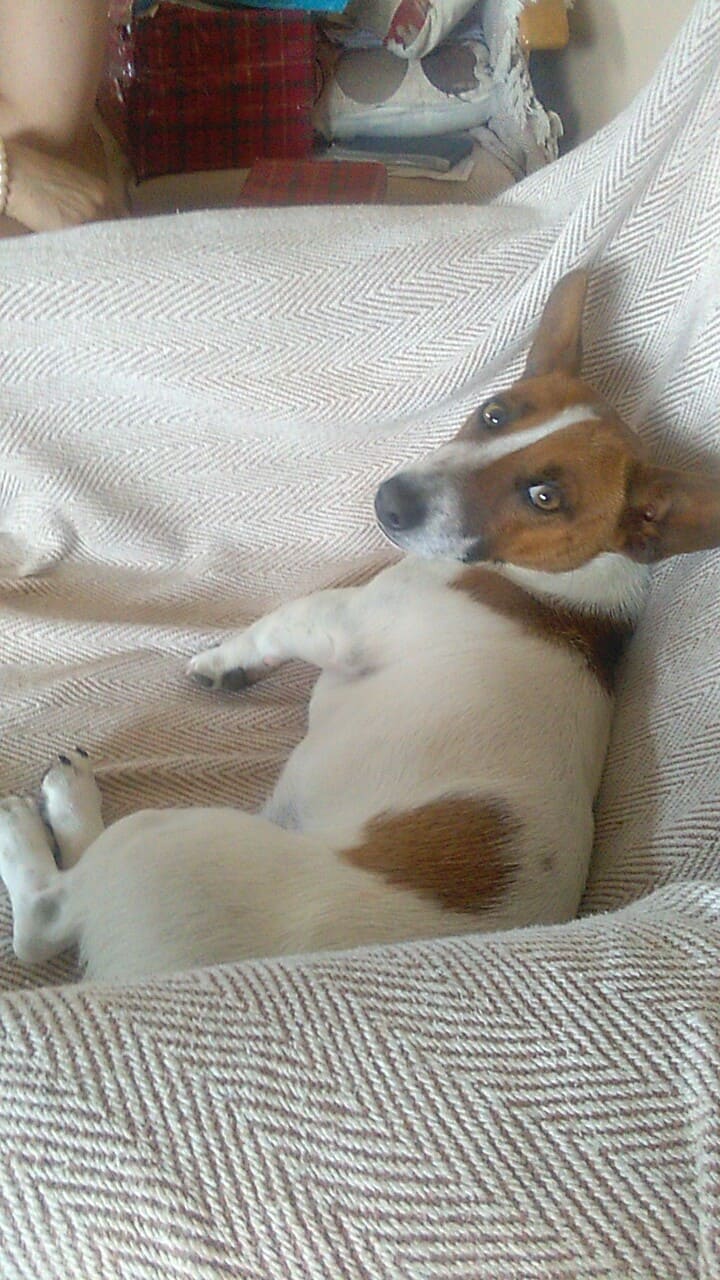 Milo enjoying a house visit.